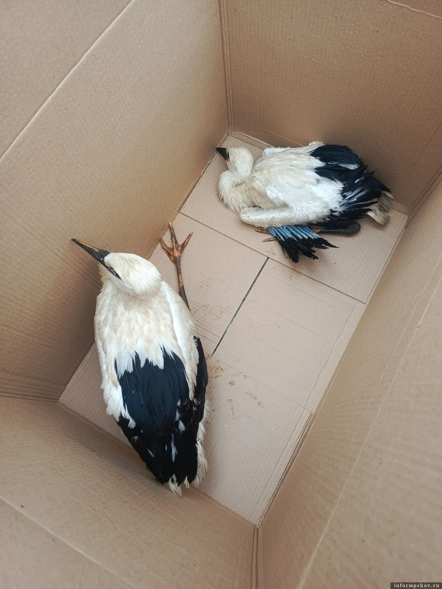 Малыши из упавшего гнезда. Фото: Леонид Гончаров