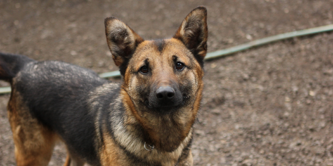 Это большое заблуждение — искать собаку из приюта по фотографии(ДОМА!!!)