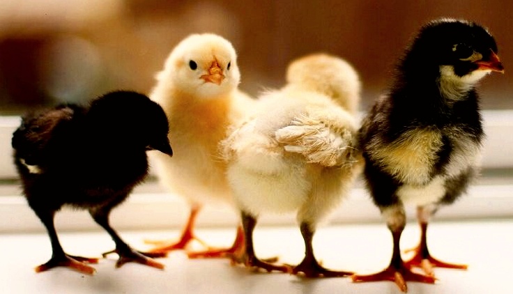 Фото из открытого источника. Мои не позируют. Да и попробуй потом спастись от цыплячьих мам🫣