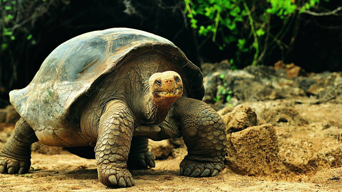 Фото с сайта: https://wallpapers.com/wallpapers/tortoise-in-nature-xg06k6rzihtxpxqm.html