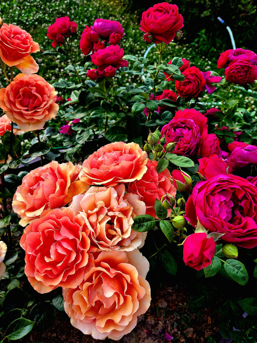 Розовая феерия. Чайно-гибридная роза "Ашрам". В этом сезоне она у меня- фаворит!