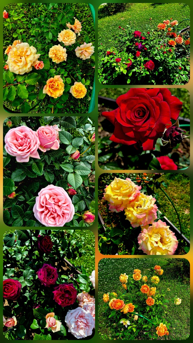 Парковые и английские розы "Карамелла" и "Леди оф Шалотт", чайно-гибридные "Легенда", "Афродита", "графиня Диана", "Глория Деи"