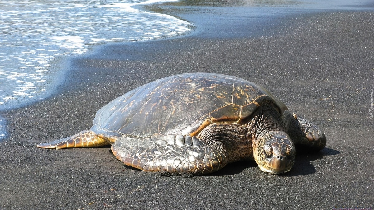 Фото с сайта: https://www.tapeciarnia.pl/180185_zolw_plaza_morze