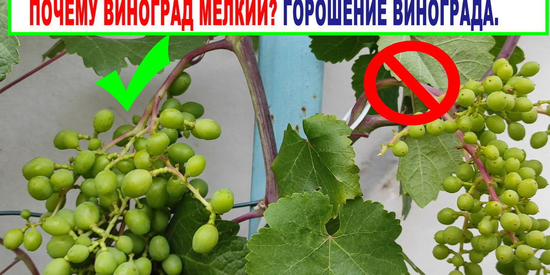 🍇 Почему виноград мелкий? Горошение ягод винограда и осыпание завязи. Что это такое?