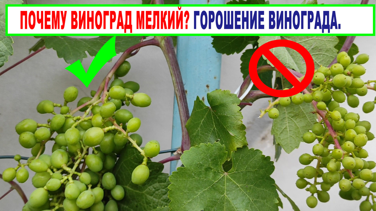 Две грозди. Слева нормальная, справа ягоды горошатся.