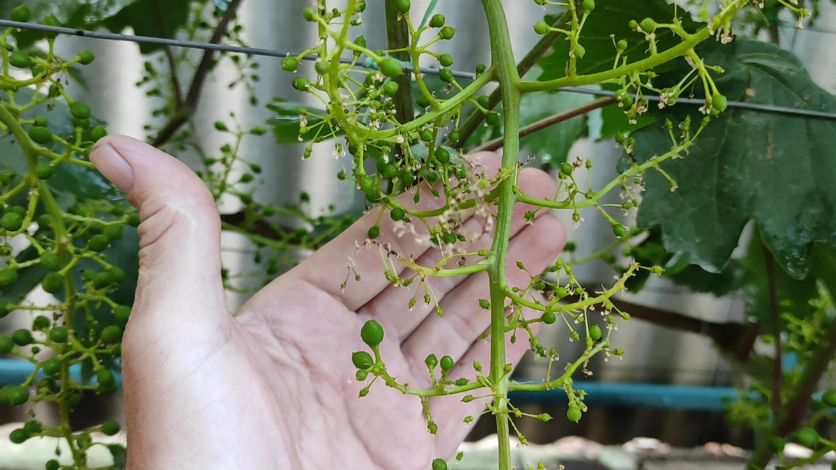 Соцветие винограда, которое осыпалось почти на 90%