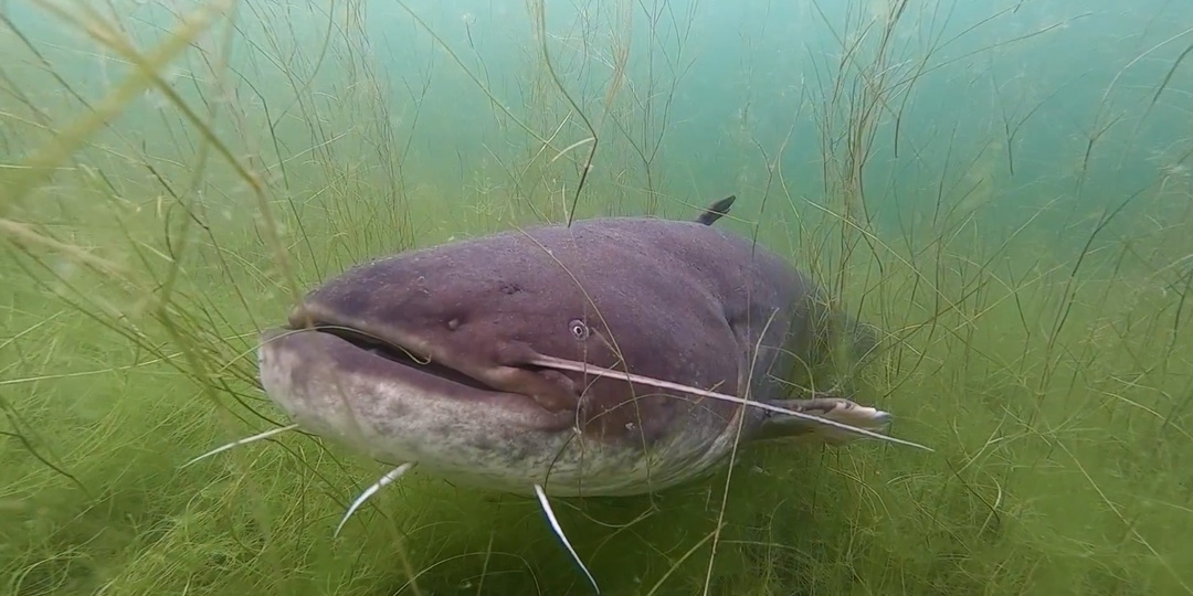 Моя встреча с сомом под водой: личный опыт и впечатления.