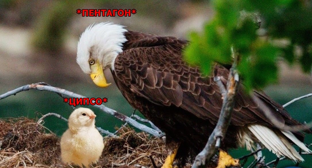 "этоятебеговорюкакдочьроссийскогоофицера"