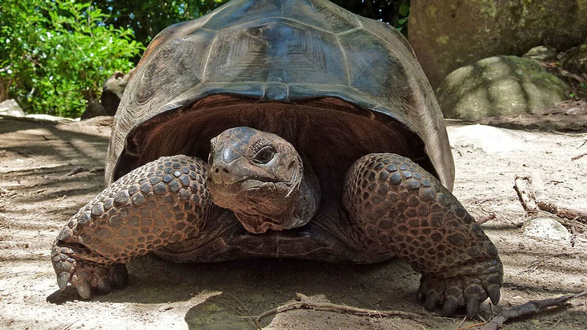 Фото с сайта: https://mungfali.com/explore/Amazon.com/explore.php?q=Rùa%20Cạn
