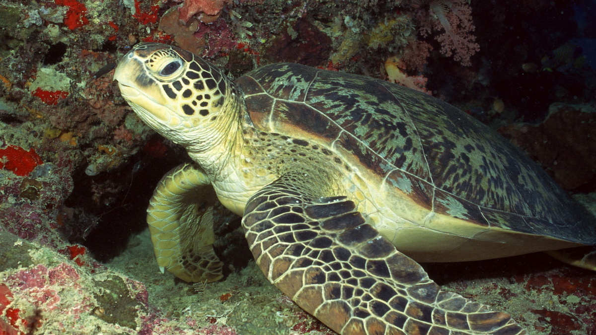 Фото с сайта: https://wallhere.com/ru/wallpaper/1747395