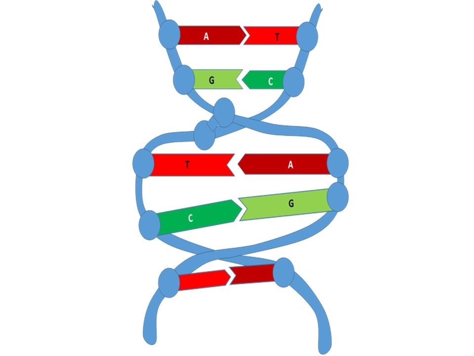 Структура ДНК