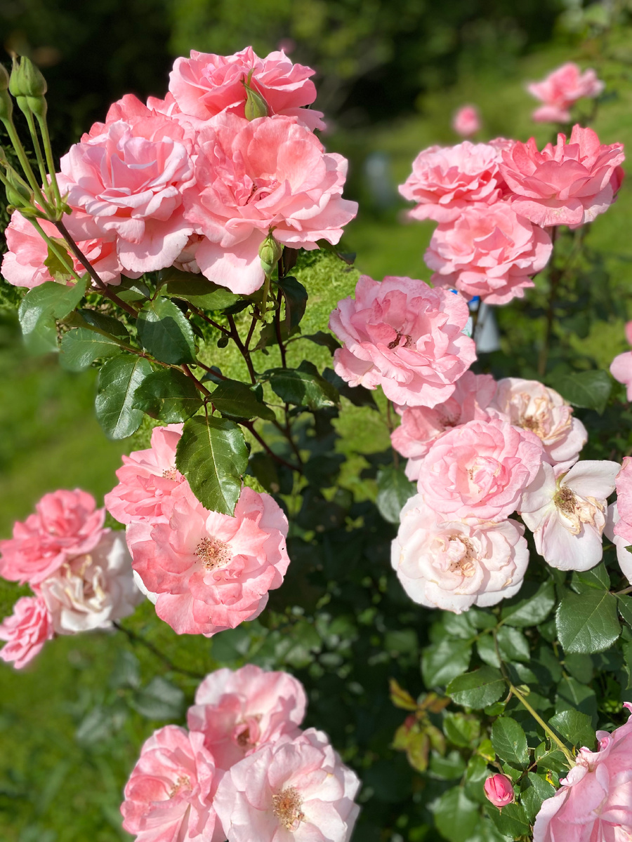 Моя любимая роза