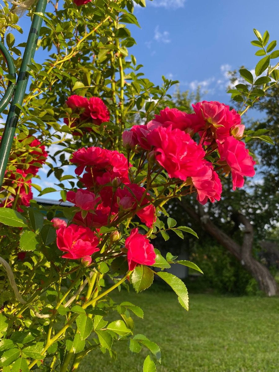 Цвет не передан 