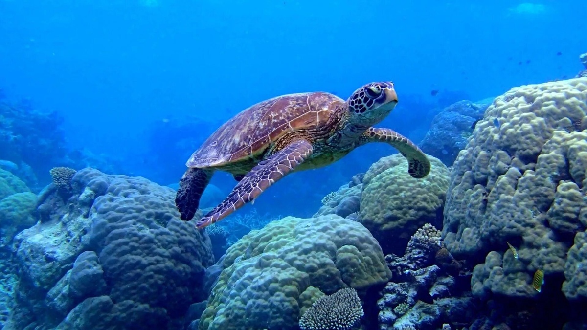 Фото с сайта: https://getwallpapers.com/collection/sea-turtle-wallpaper-backgrounds