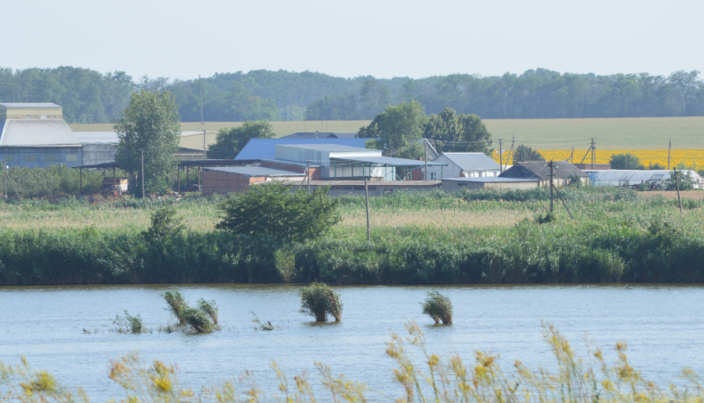 Фото автора. Лето 2025. Бескрайние поля Кубани. Желтым цветёт подсолнух.