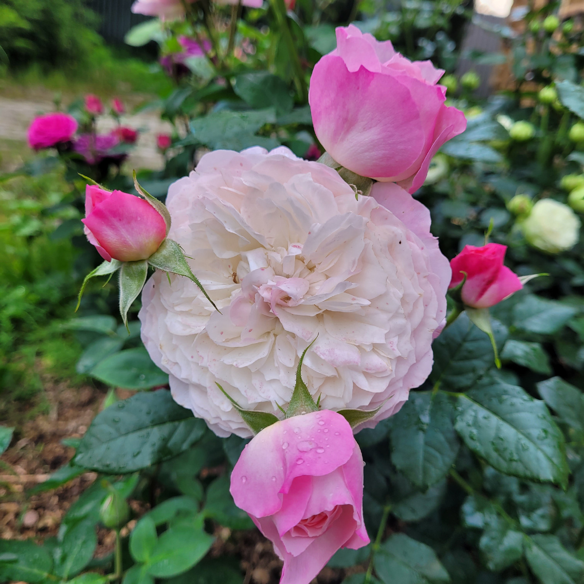 Констанция Constance (AUStruss) Цветение 2025. Фото автора