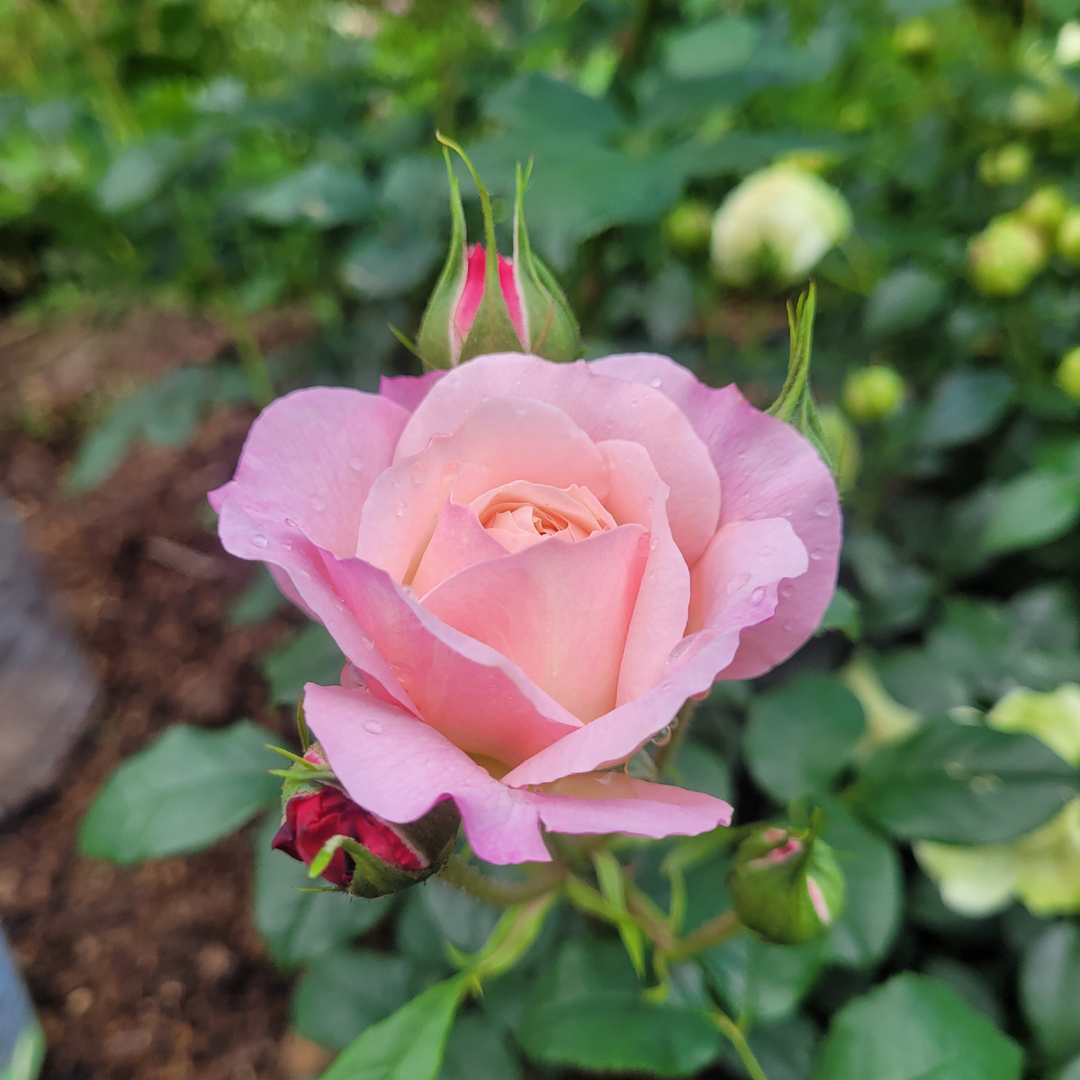 Констанция Constance (AUStruss) Цветение 2025. Фото автора