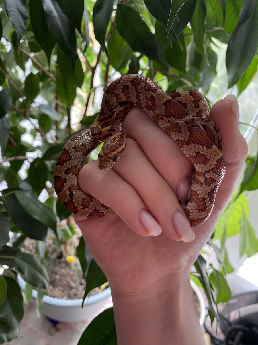 Знакомьтесь, это мой маисовый полоз Бентли. Она девочка. 