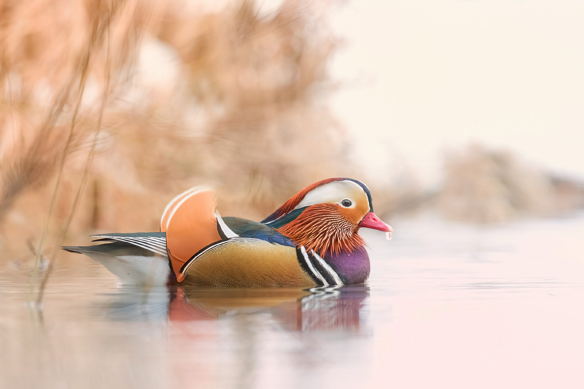 Розовый туман (один из претендентов для конкурса)