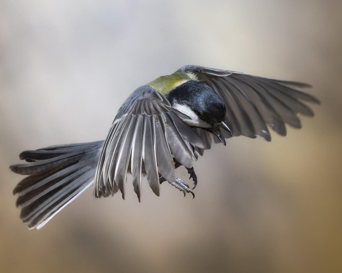 Бросок (ещё один возможный конкурсант)