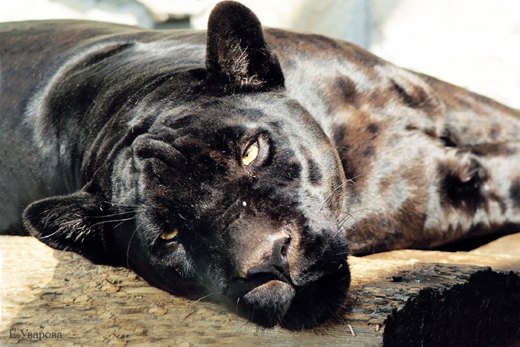   Фото: пресс-служба Екатеринбургского зоопарка