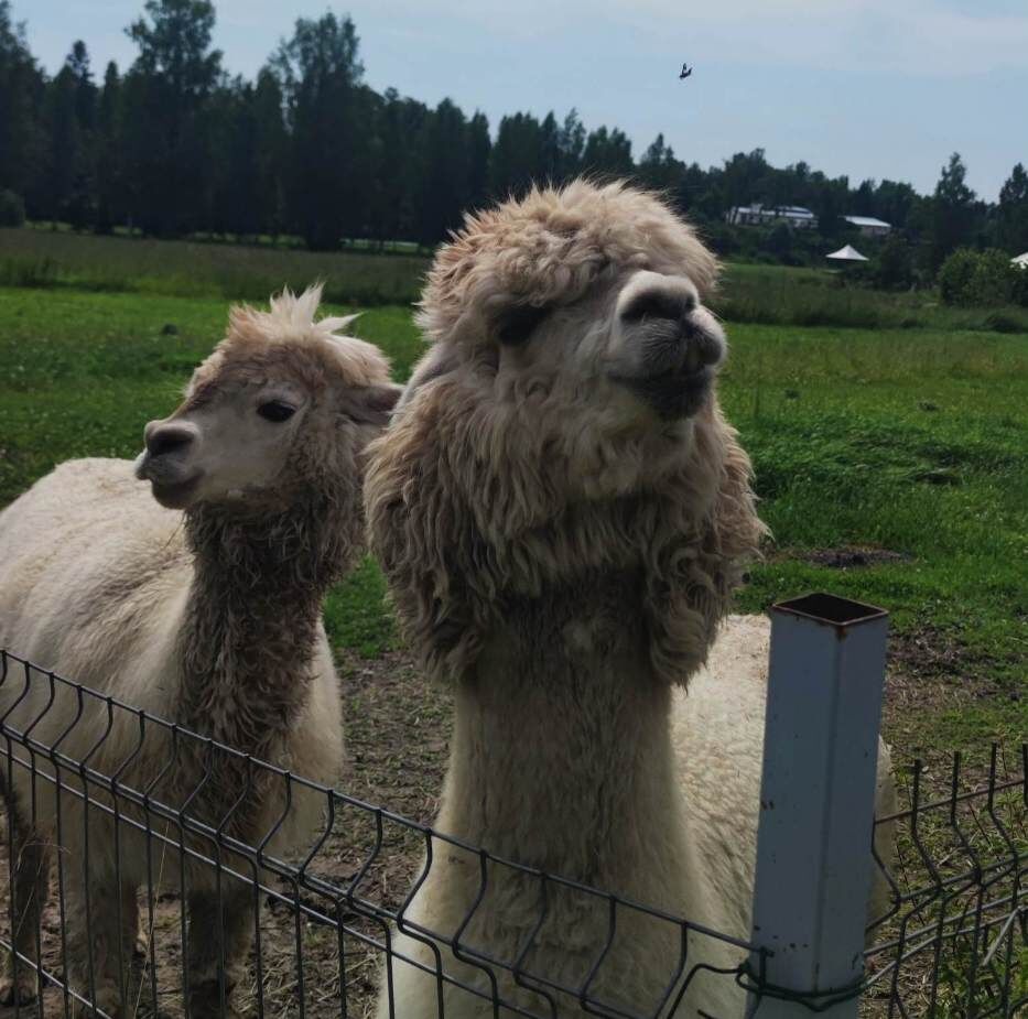 Это не альпаки в усадьбе Марьино, это мы с мужем. Ну просто баранов я там не фоткала. 