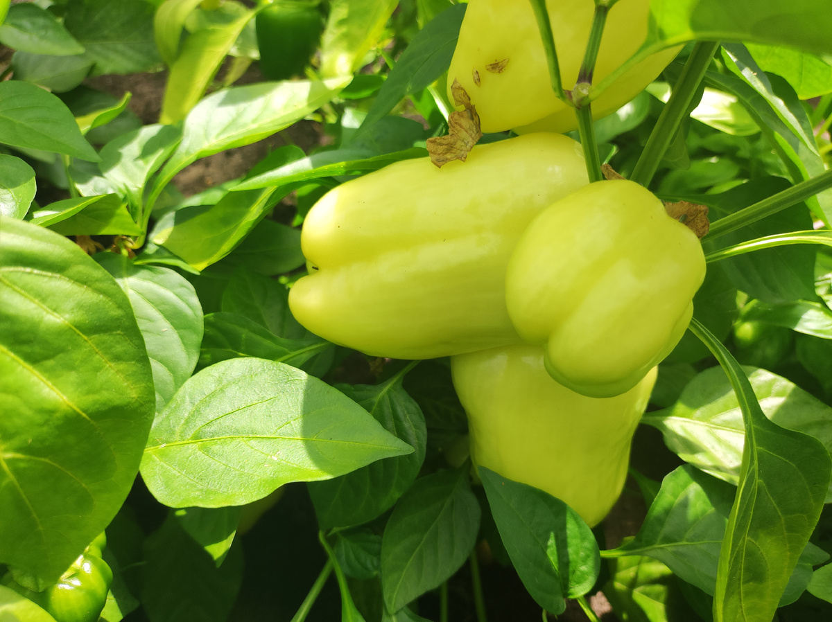 Фото автора, гибрид сладкого перца Беладонна, начало июля 2025 года