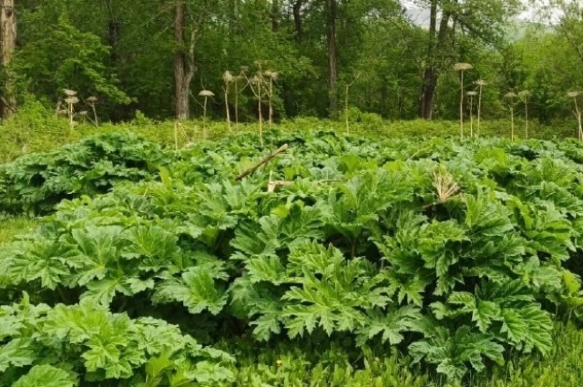    Борьбу с борщевиком ведут в Быстринском парке на Камчатке