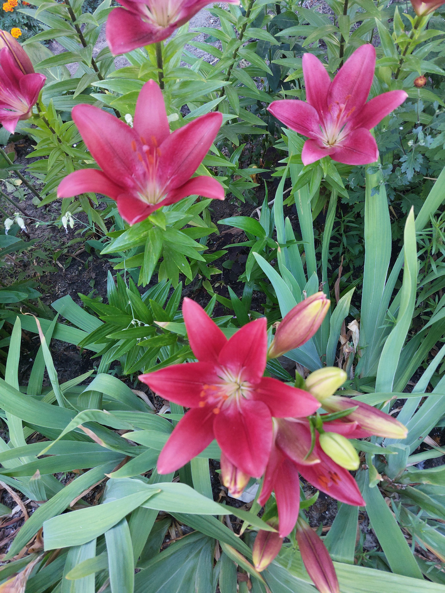 Лилии очень люблю. Пусть они будут для обложки статьи, и для настроения