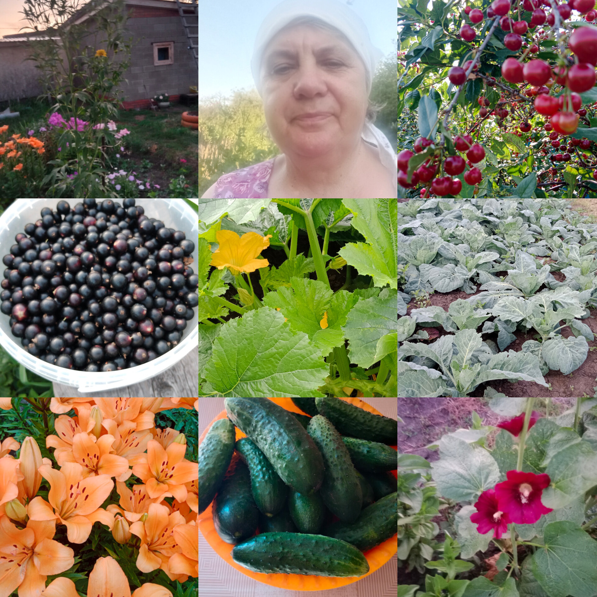 Все есть в огороде и много вишни