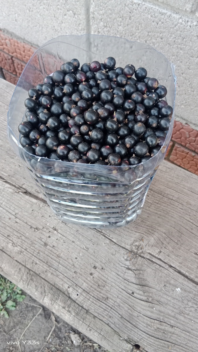 Черная смородина