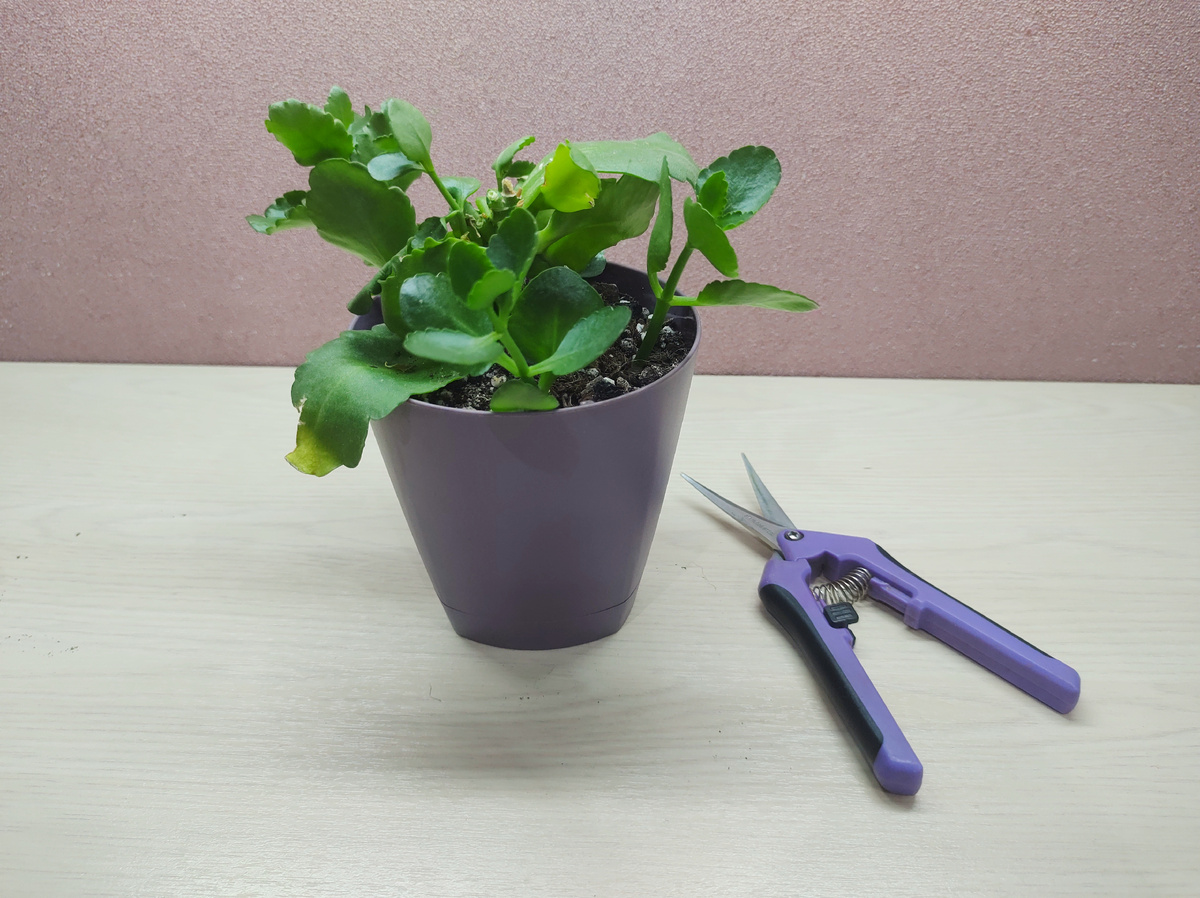 Так цветок выглядел месяц назад.