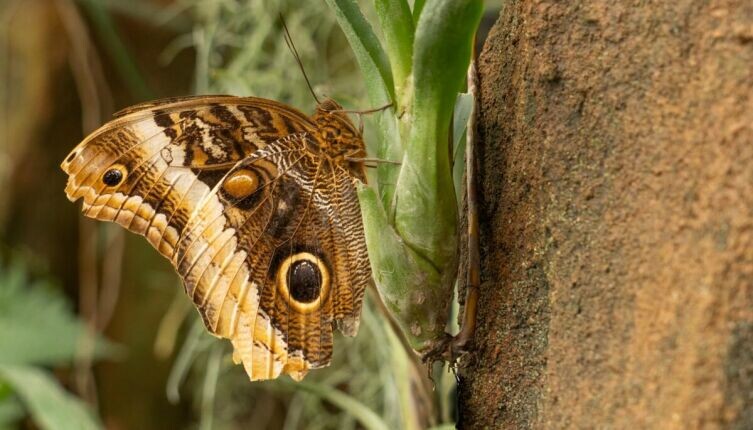   Совиная бабочка (Caligo memnon) обладает огромными глазчатыми пятнами, которые напоминают совиные глаза. Фото: Sander Hoogland on Unsplash