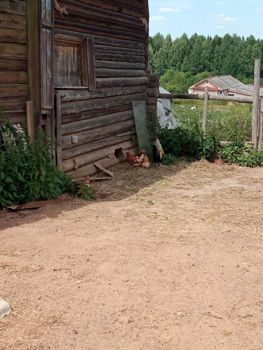    Паразиты с кур сбегут, сверкая пятками: закидываем 3 пучка в курятник - и облысение несушкам больше не грозит