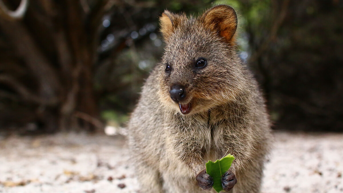 «Квокка с «улыбающимся» выражением лица» — интернет-звезда и любимица туристов.