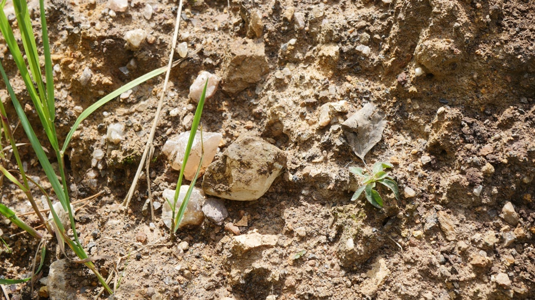 Прозрачные кристаллы Флюорита прям на месте парковки