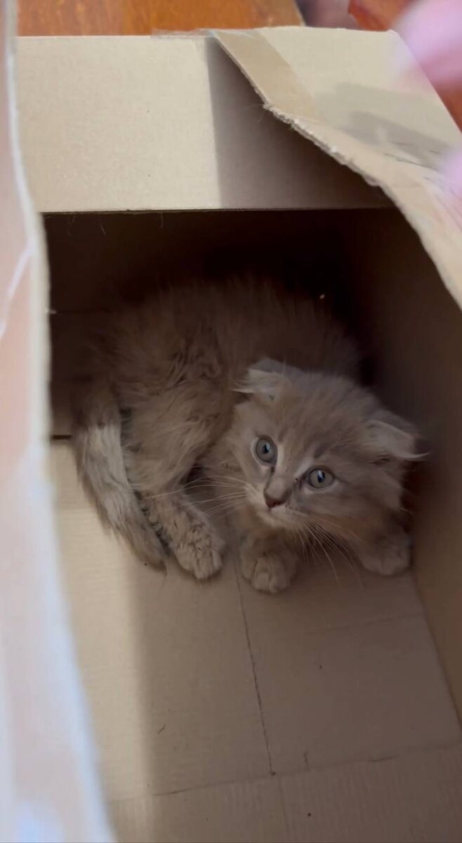 Очень поникший. Фото из архива автора