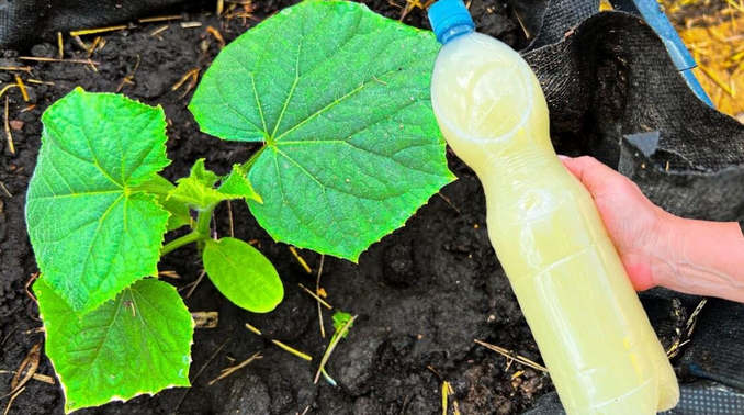 Важная обработка огурцов от болезней в июне. Вносим 1 раз и забываем о проблемах на кустах