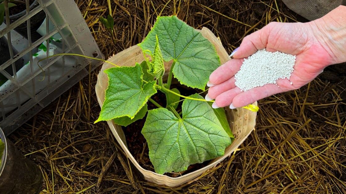 Избавилась от пожелтения огурцов. В июле под куст вношу раствор для защиты и избавления от заболевания