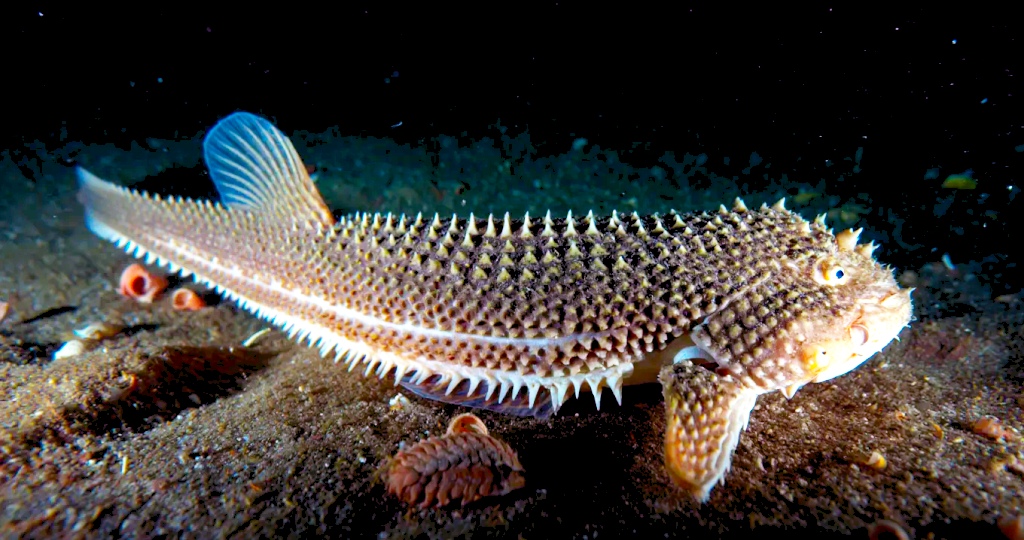 Где и зачем были первые зубы?