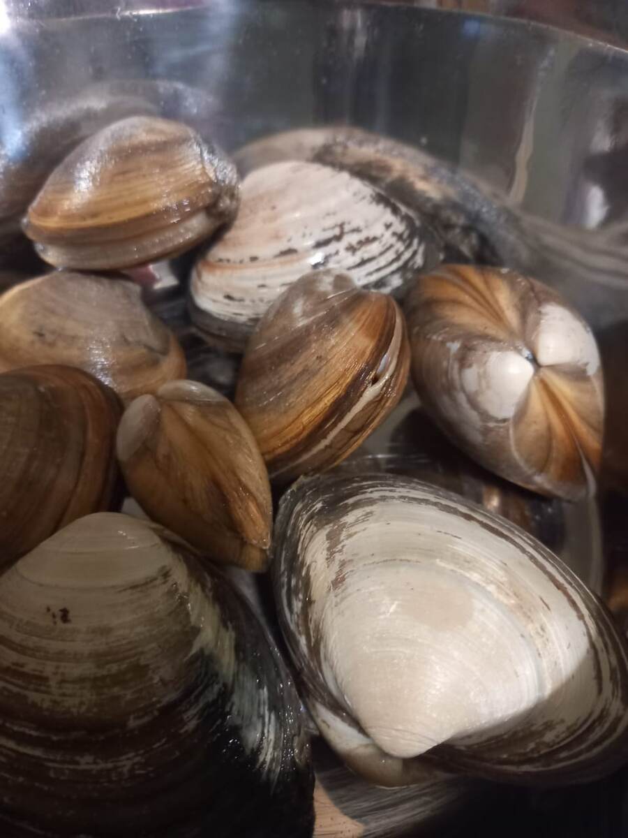 Раковины спизулы