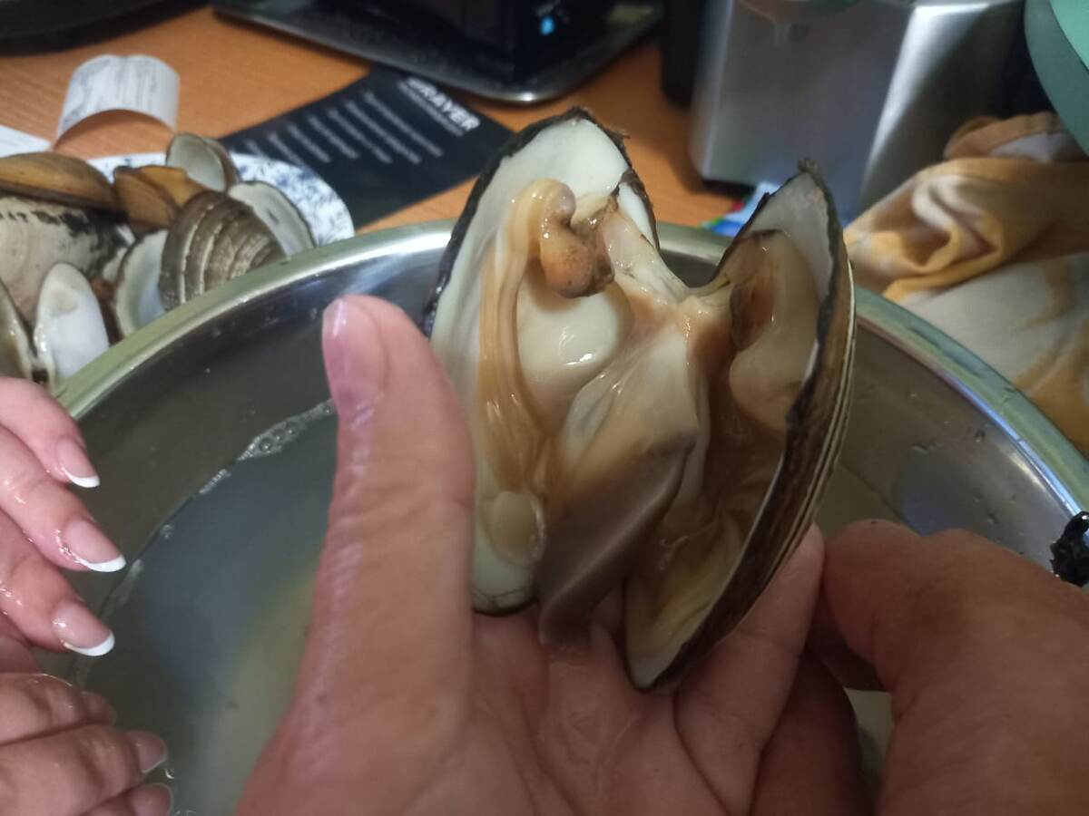 Раскрытая ракушка