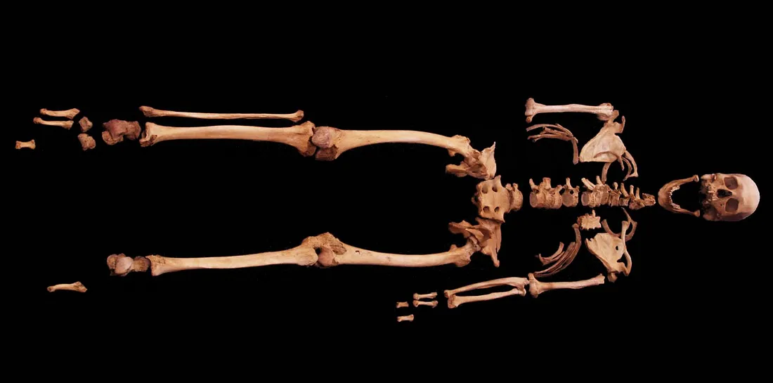 Скелет Нувайрата 50.33.