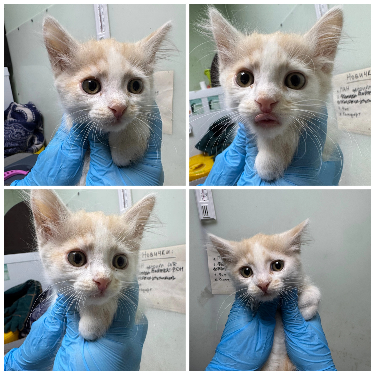 Милого Горошка нашли на улице