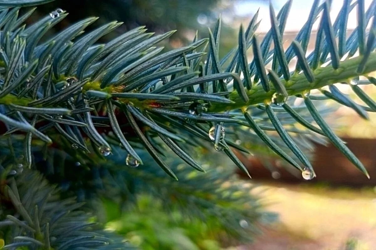    Потеплеет и пройдут дожди: какая погода будет в Хабаровске и крае 15 июля