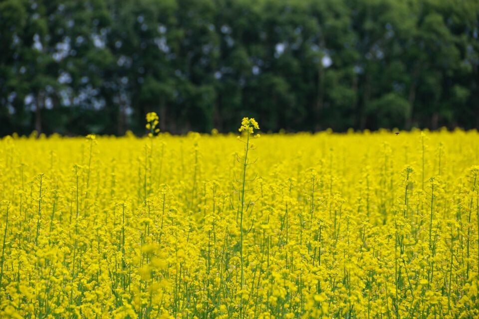    Рапс в КХ "Березовая роща". Источник: Виталий Барабаш