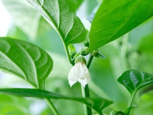 Формирование - улучшает проветривание и снижает риск болезней!