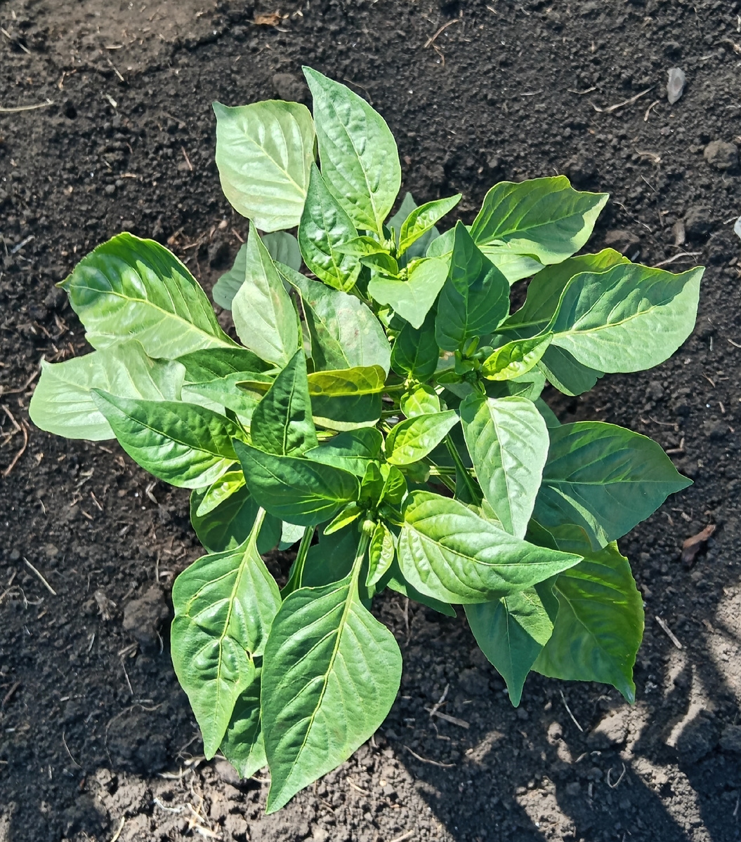 Низкорослые сорта для открытого грунта, можно не формировать!