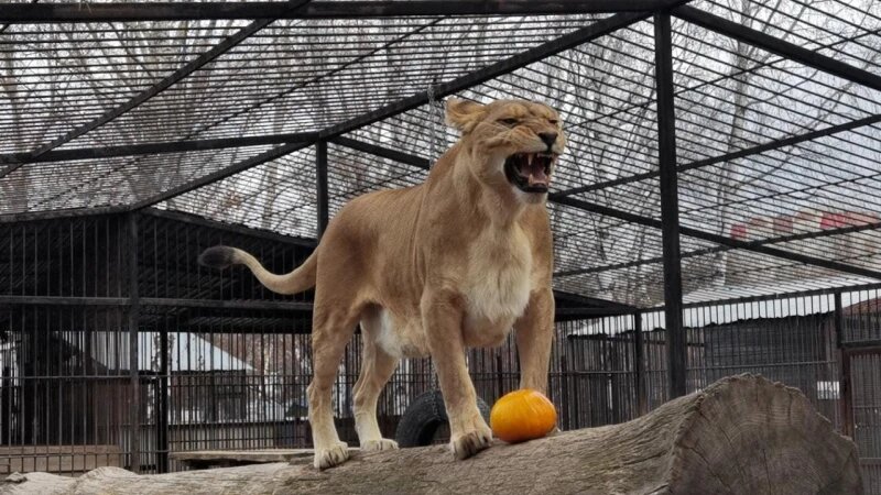     Львица Ая. Сергей Писарев