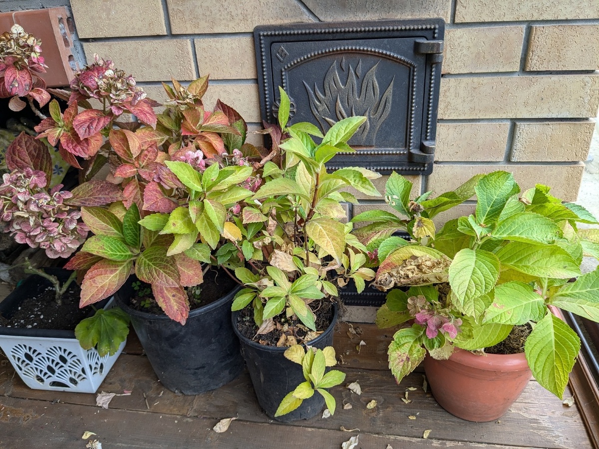 Гортензии ждут укрытия на веранде